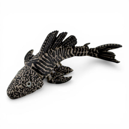 Flexi Pleco Fish – Articulated 3D Printed Model (Bronze & Black)