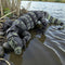 Reptiles with Printed Eye